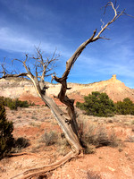 Gerald's Tree, Ghost Ranch